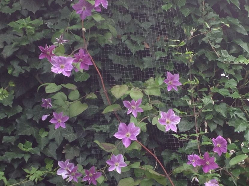  - De toate in gradina 2017