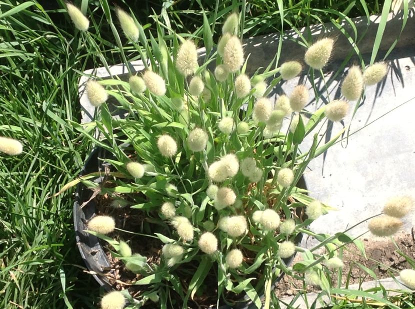  - De toate in gradina 2017