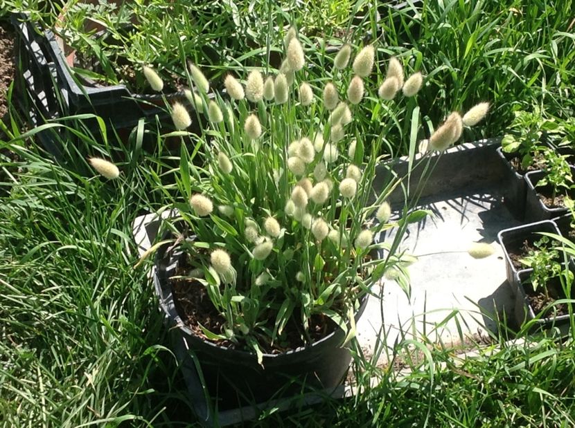  - De toate in gradina 2017