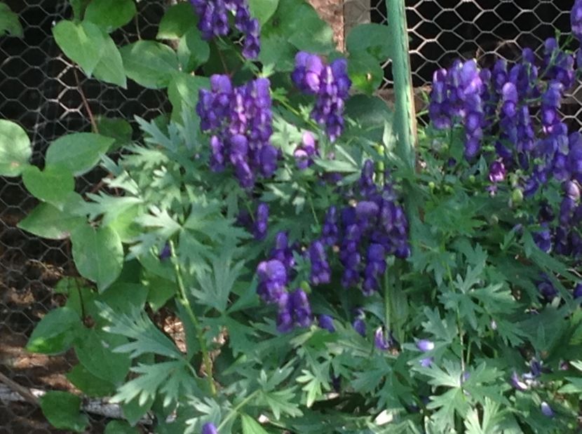  - De toate in gradina 2017