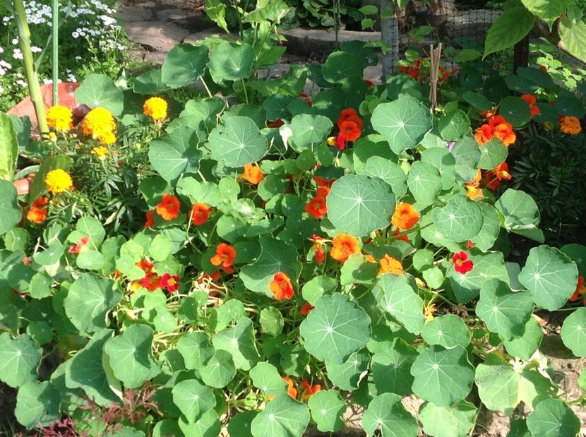  - De toate in gradina 2017