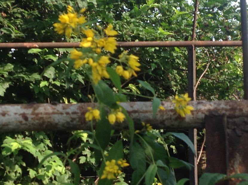  - De toate in gradina 2017