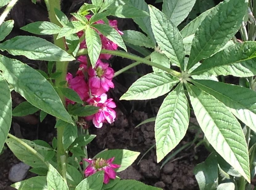  - De toate in gradina 2017