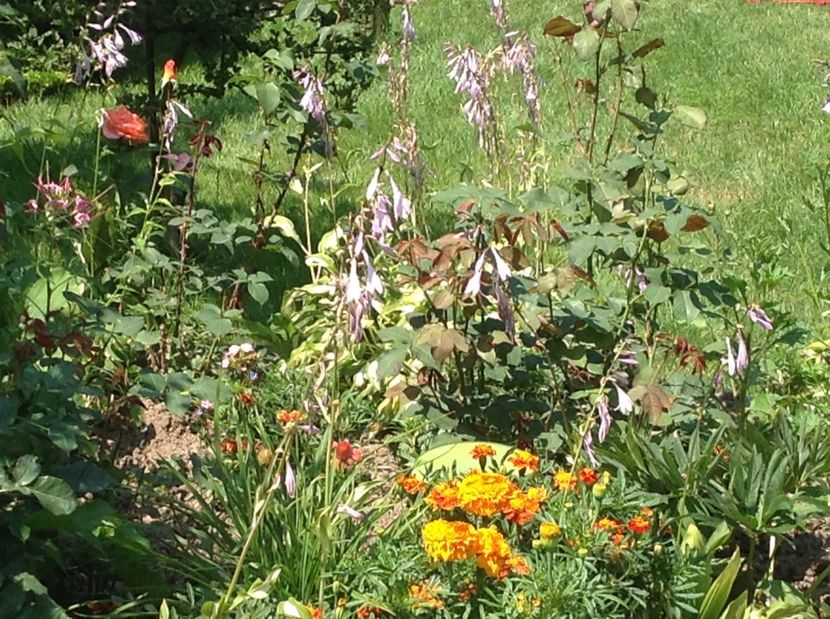  - De toate in gradina 2017