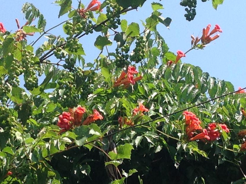  - De toate in gradina 2017