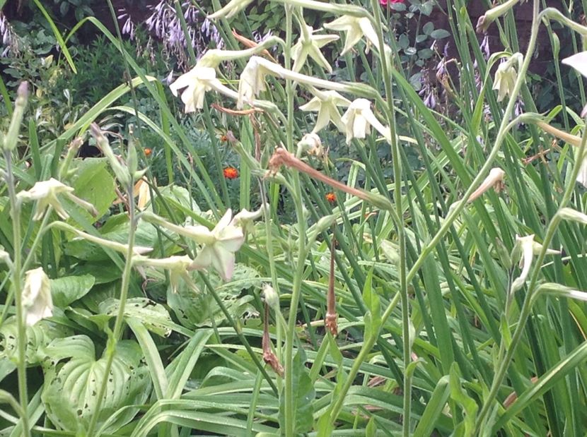  - De toate in gradina 2017