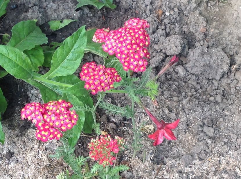  - De toate in gradina 2017