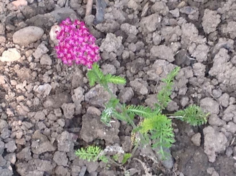  - De toate in gradina 2017