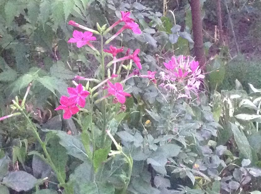  - De toate in gradina 2017