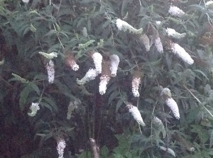  - De toate in gradina 2017