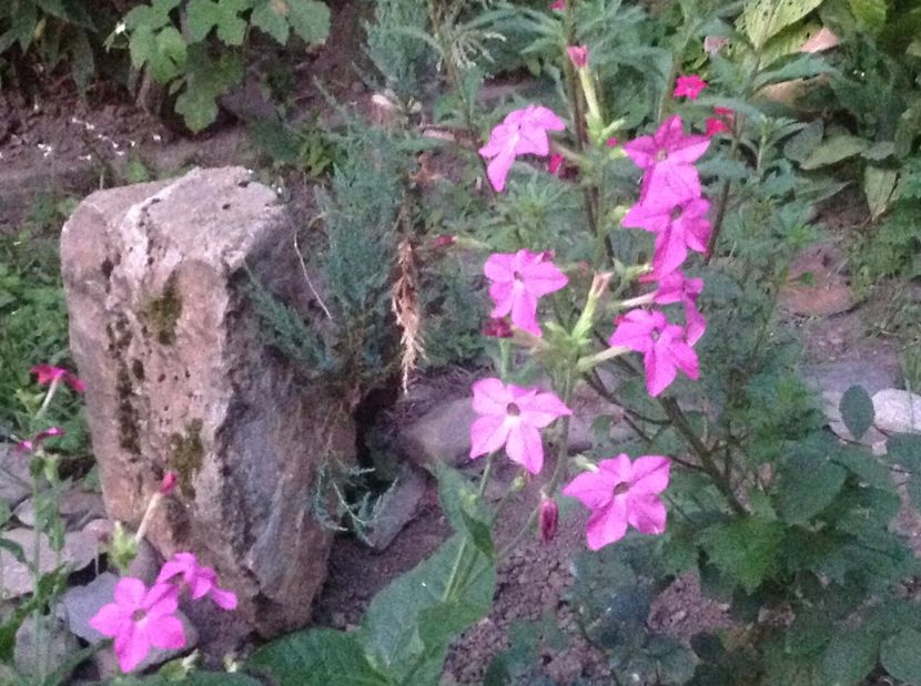  - De toate in gradina 2017