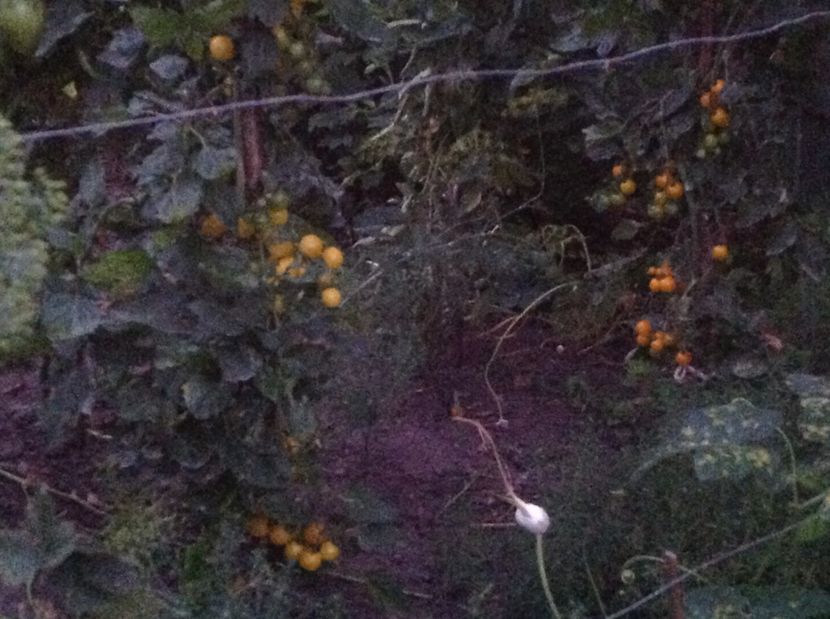  - De toate in gradina 2017