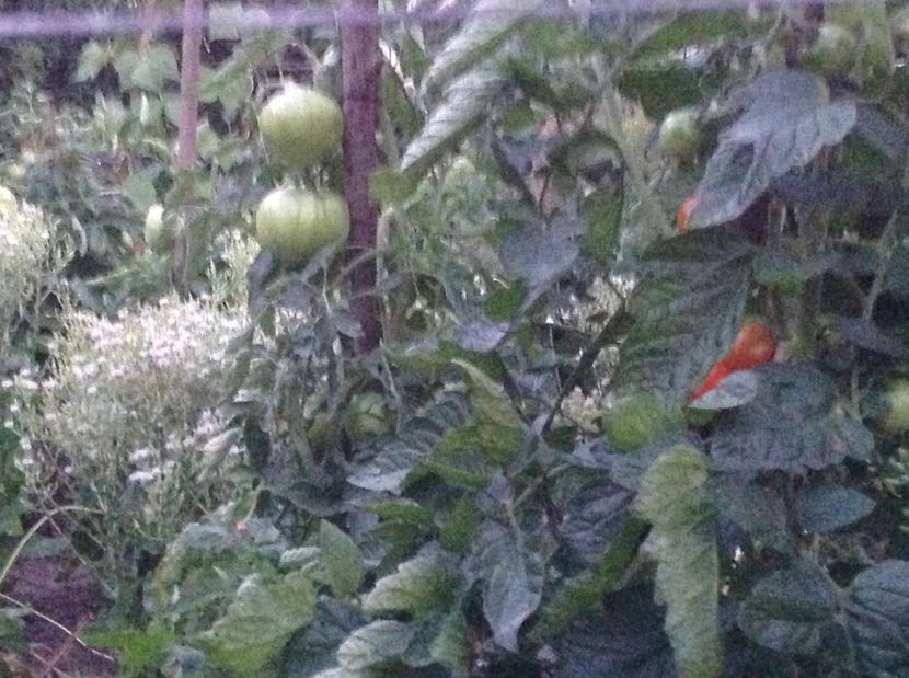  - De toate in gradina 2017