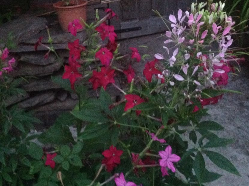  - De toate in gradina 2017