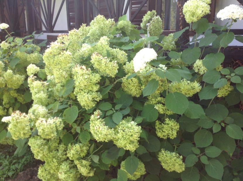  - De toate in gradina 2017