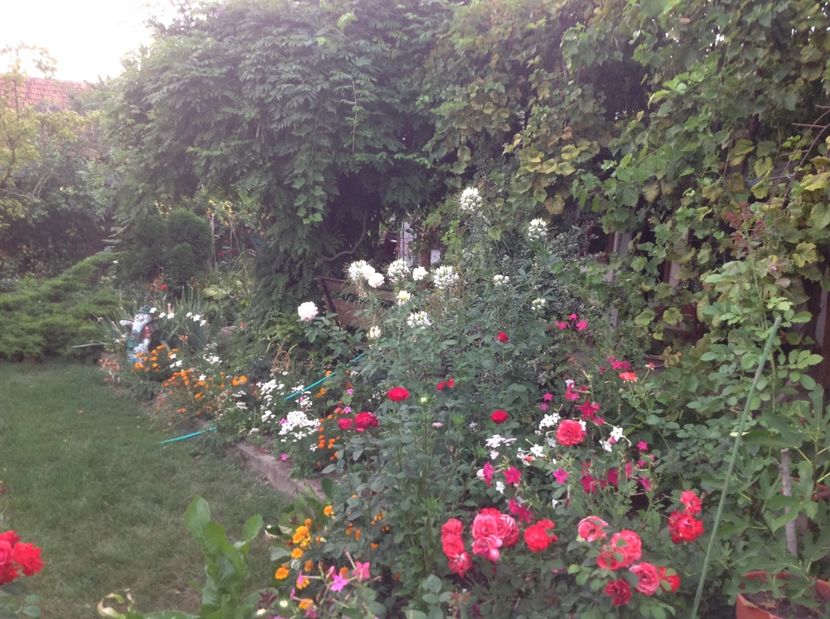  - De toate in gradina 2017