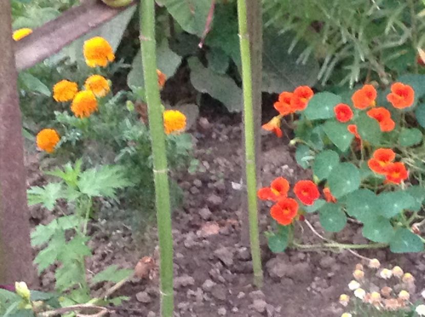  - De toate in gradina 2017