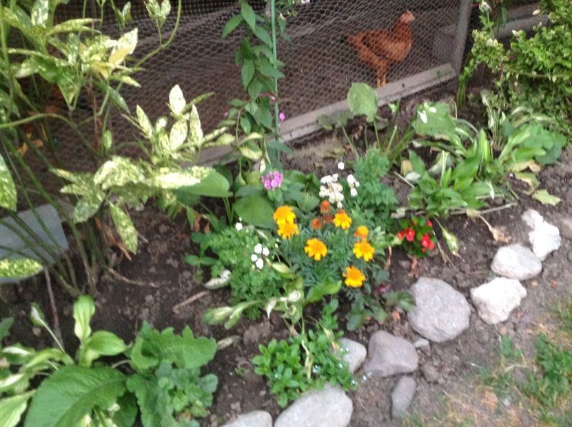  - De toate in gradina 2017