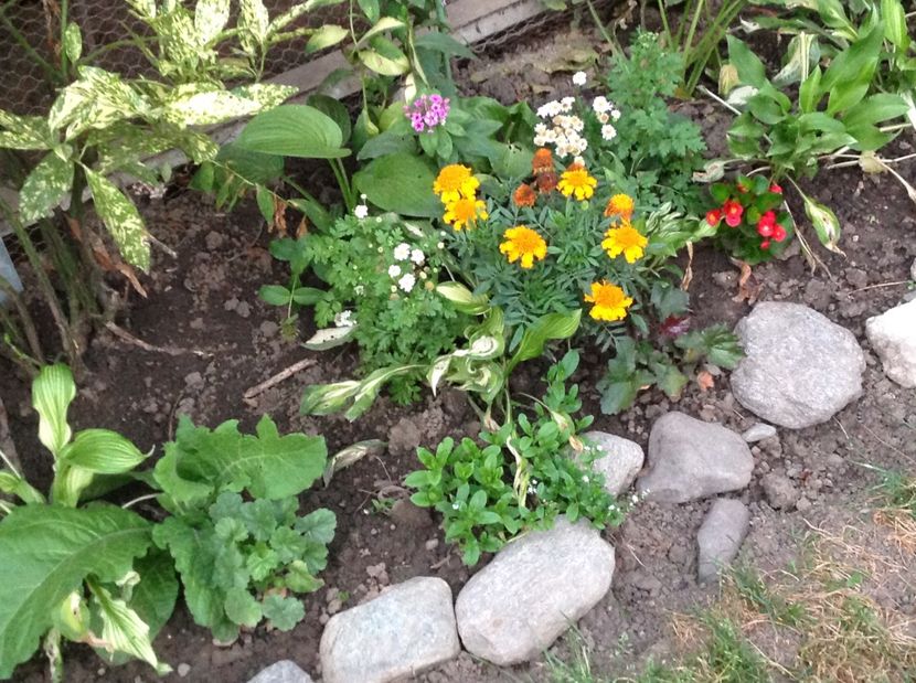  - De toate in gradina 2017