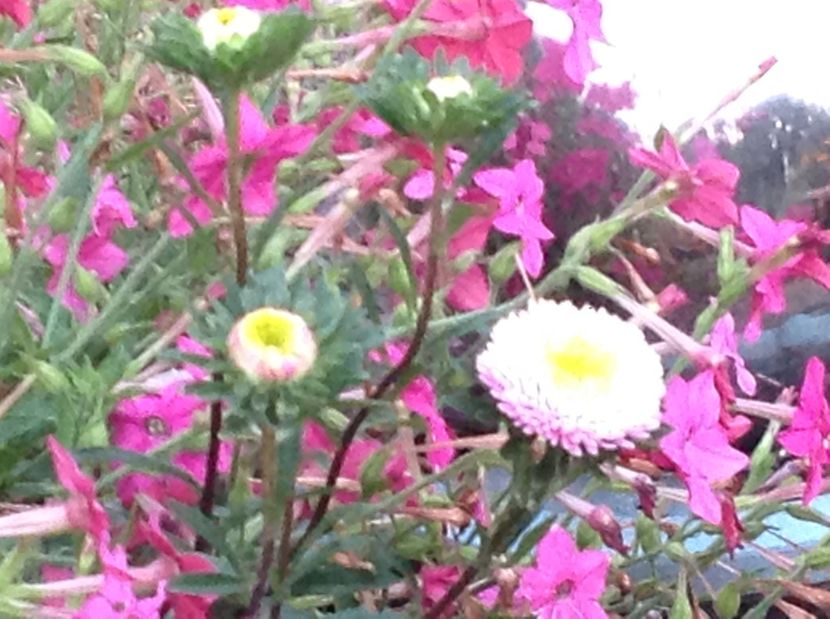  - De toate in gradina 2017