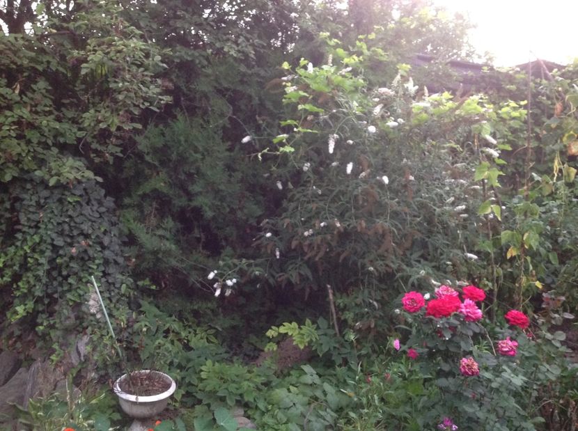  - De toate in gradina 2017