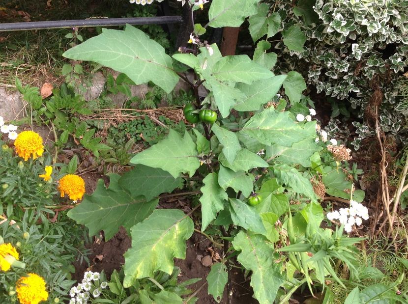  - De toate in gradina 2017