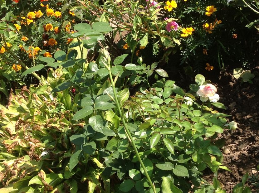  - De toate in gradina 2017