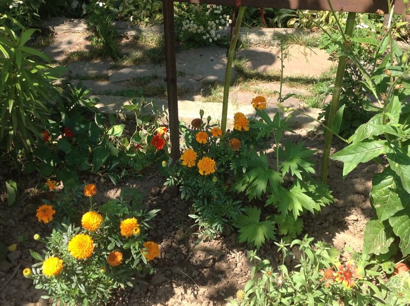  - De toate in gradina 2017