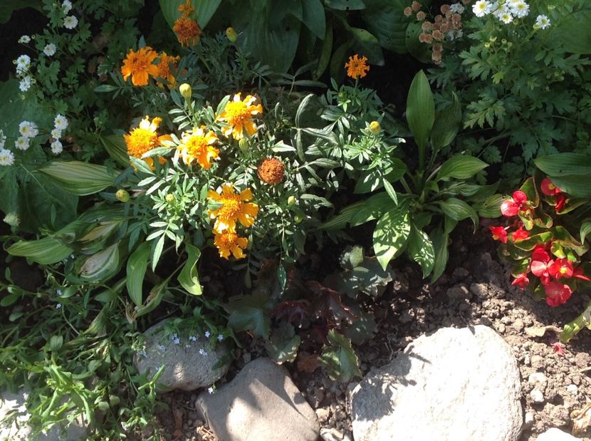  - De toate in gradina 2017