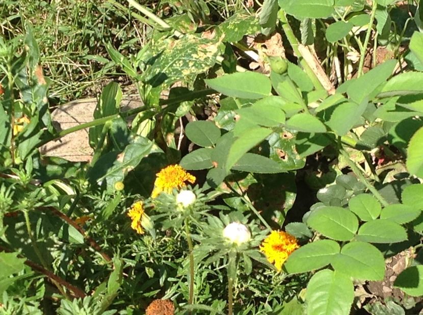  - De toate in gradina 2017