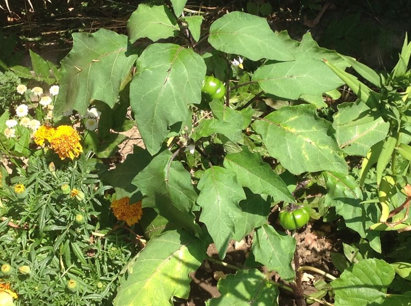  - De toate in gradina 2017