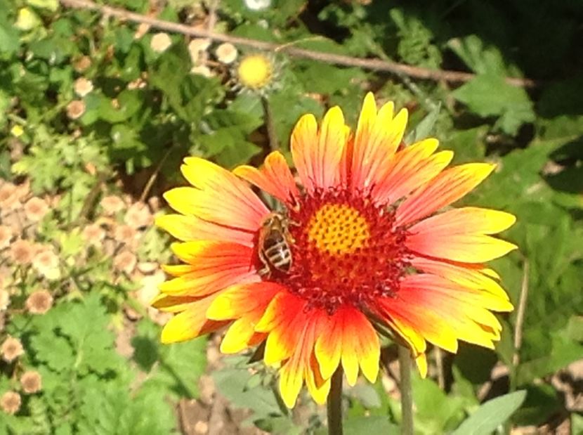  - De toate in gradina 2017