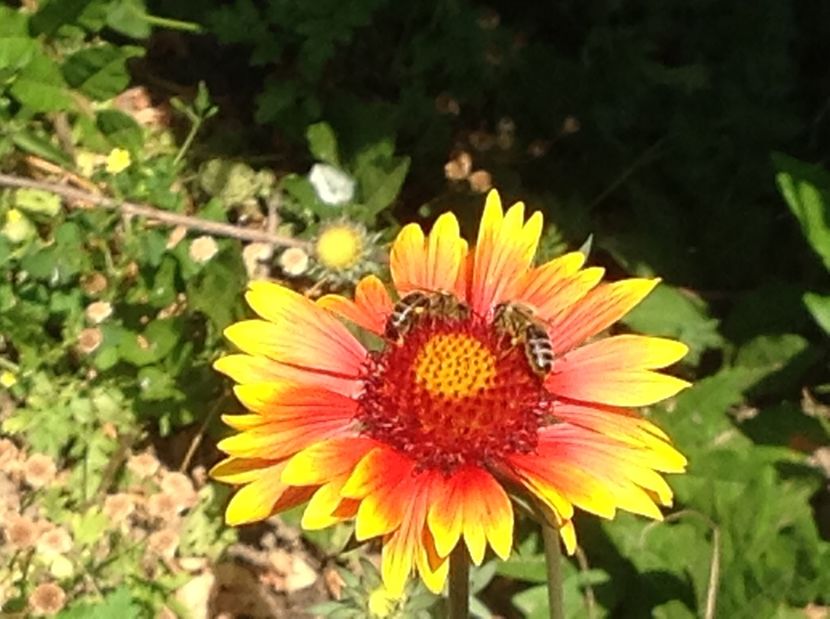  - De toate in gradina 2017