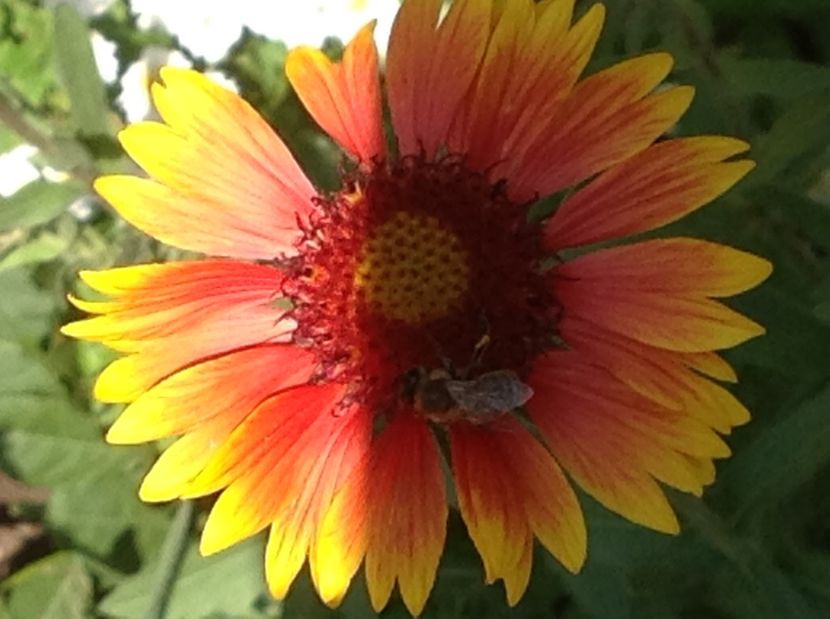  - De toate in gradina 2017