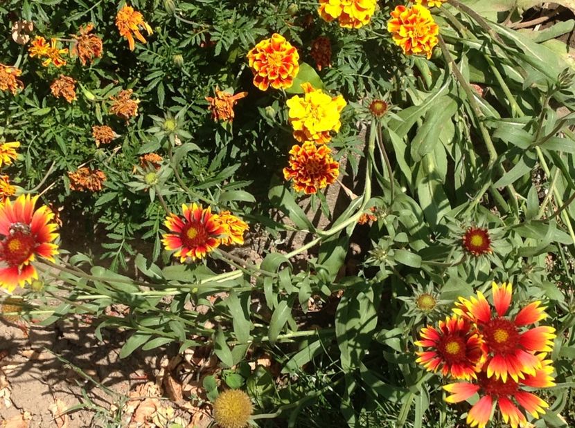  - De toate in gradina 2017