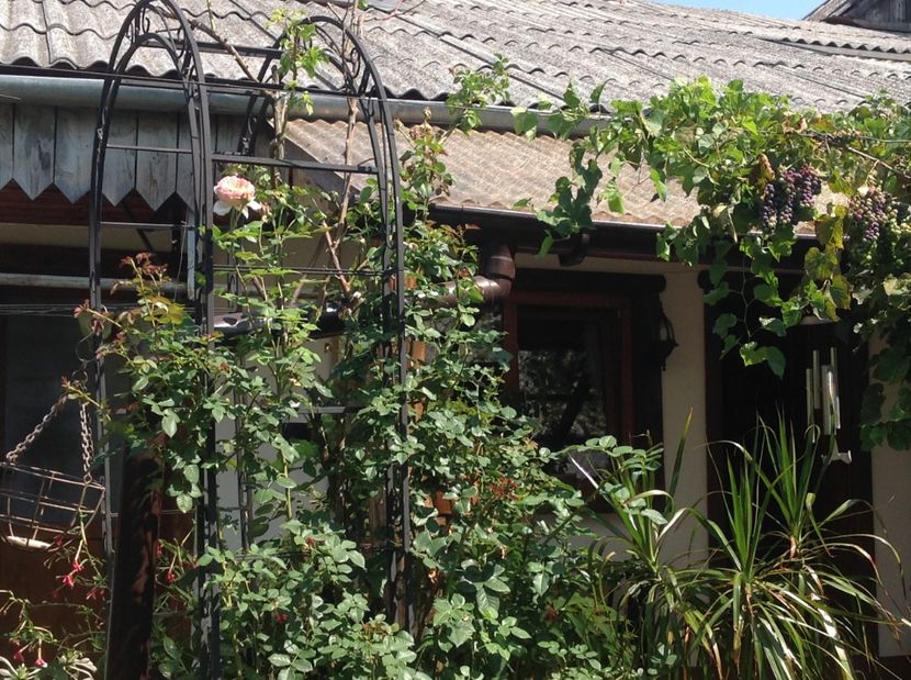  - De toate in gradina 2017