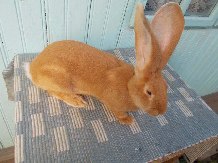 RO361-4750 - 5 FEMELA RO361