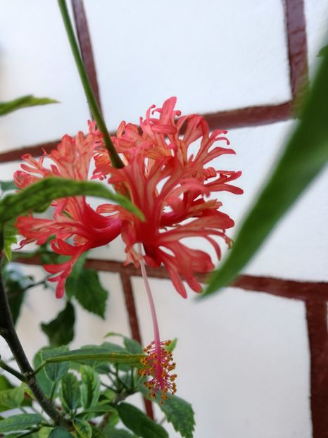  - 2017 Schizopetalus