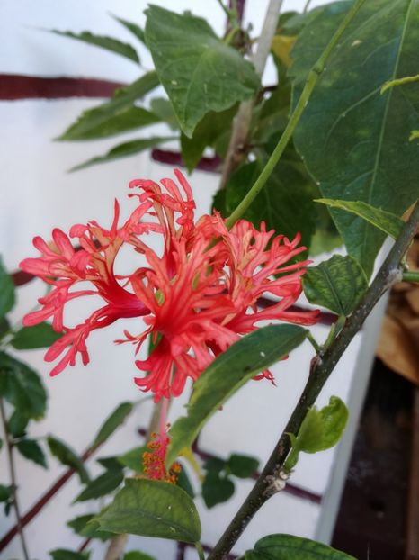  - 2017 Schizopetalus