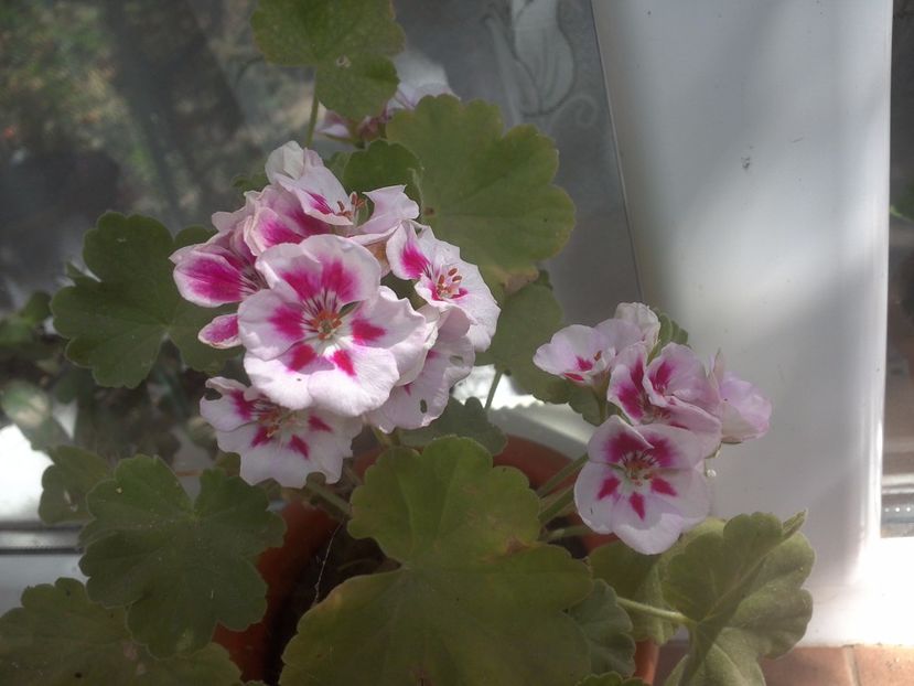 WIN_20170820_082217 - floricele ingrijite de mama