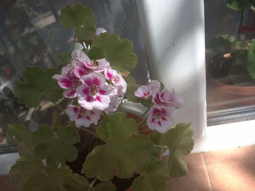 WIN_20170820_082228 - floricele ingrijite de mama