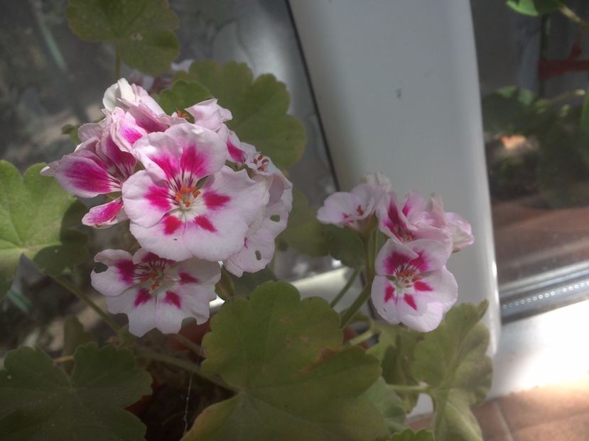 WIN_20170820_082232 - floricele ingrijite de mama