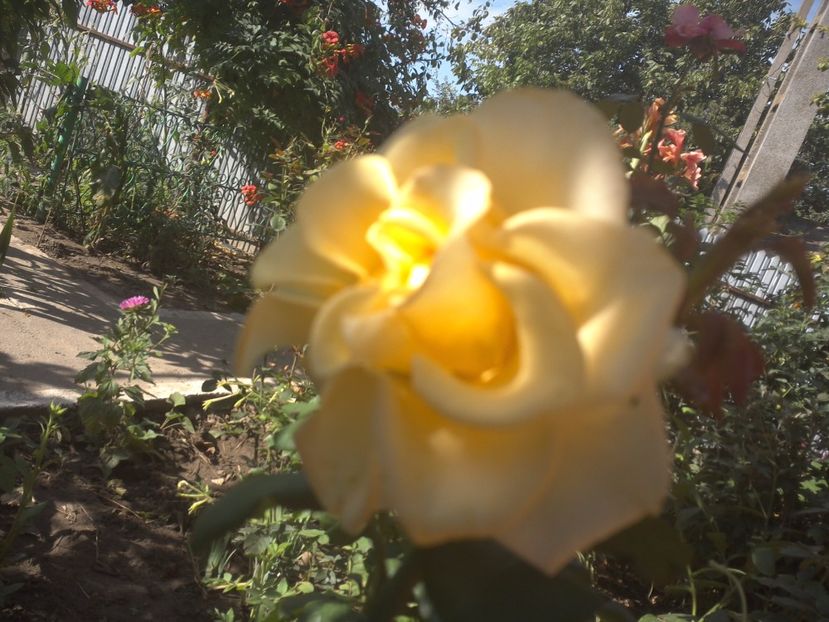 WIN_20170820_081851 - floricele ingrijite de mama