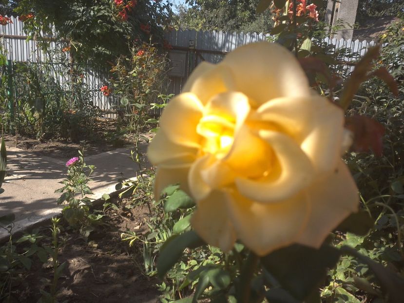 WIN_20170820_081854 - floricele ingrijite de mama