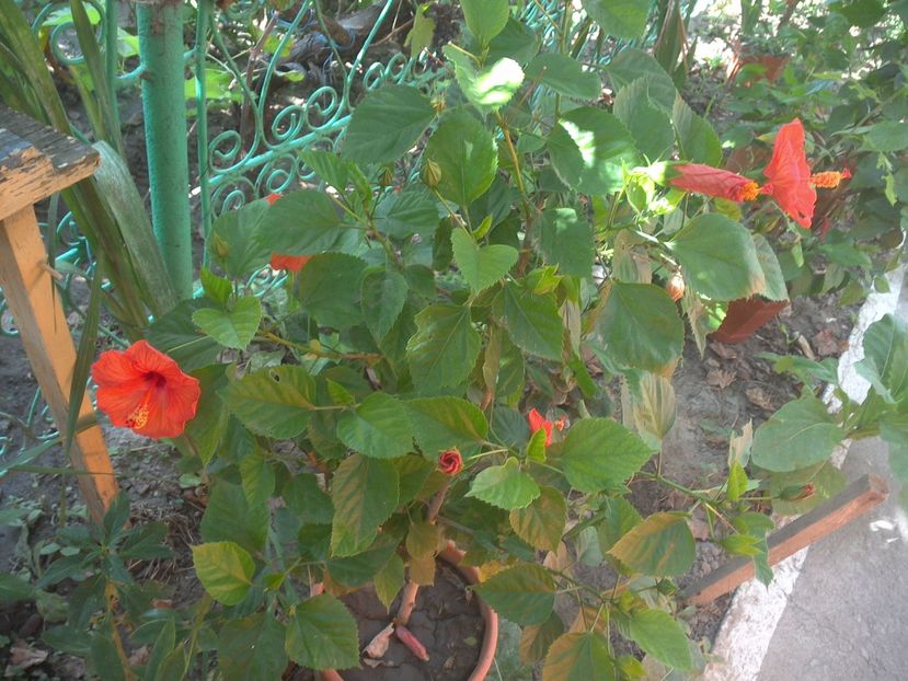 WIN_20170820_081022 - floricele ingrijite de mama