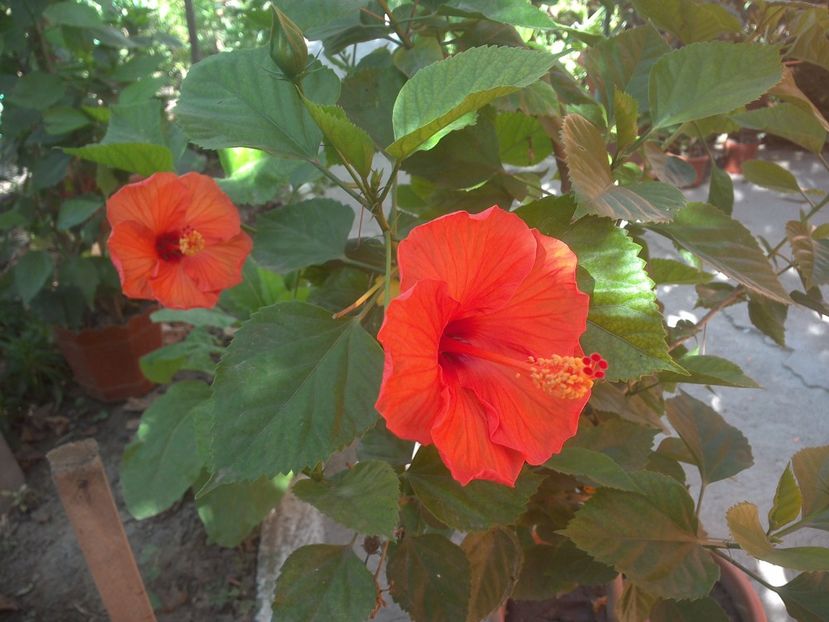 WIN_20170820_081114 - floricele ingrijite de mama