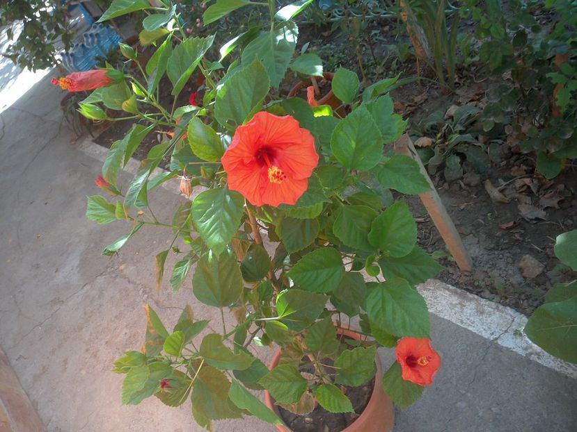 WIN_20170820_081127 - floricele ingrijite de mama