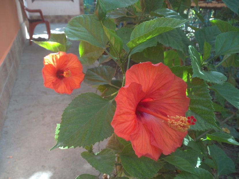 WIN_20170820_081208 - floricele ingrijite de mama