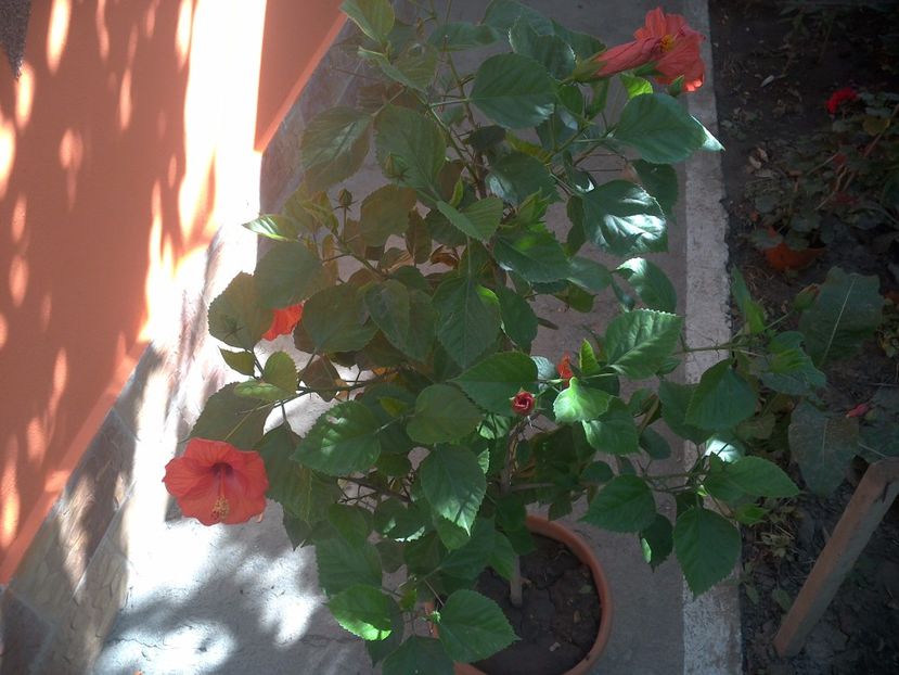 WIN_20170820_081220 - floricele ingrijite de mama