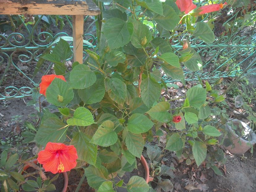 WIN_20170820_081318 - floricele ingrijite de mama